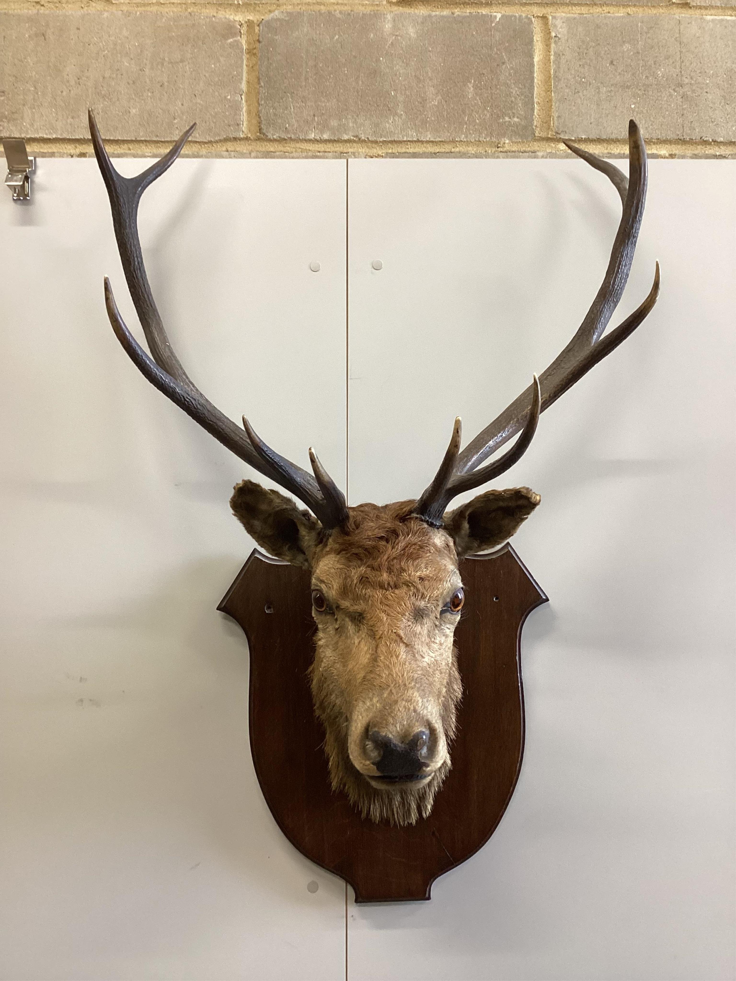 A taxidermy stag head wall trophy on oak shield shaped back plate, height 106cm. Condition - fair